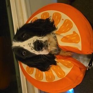 Dog surgical donut, size large, 14-18" collar.